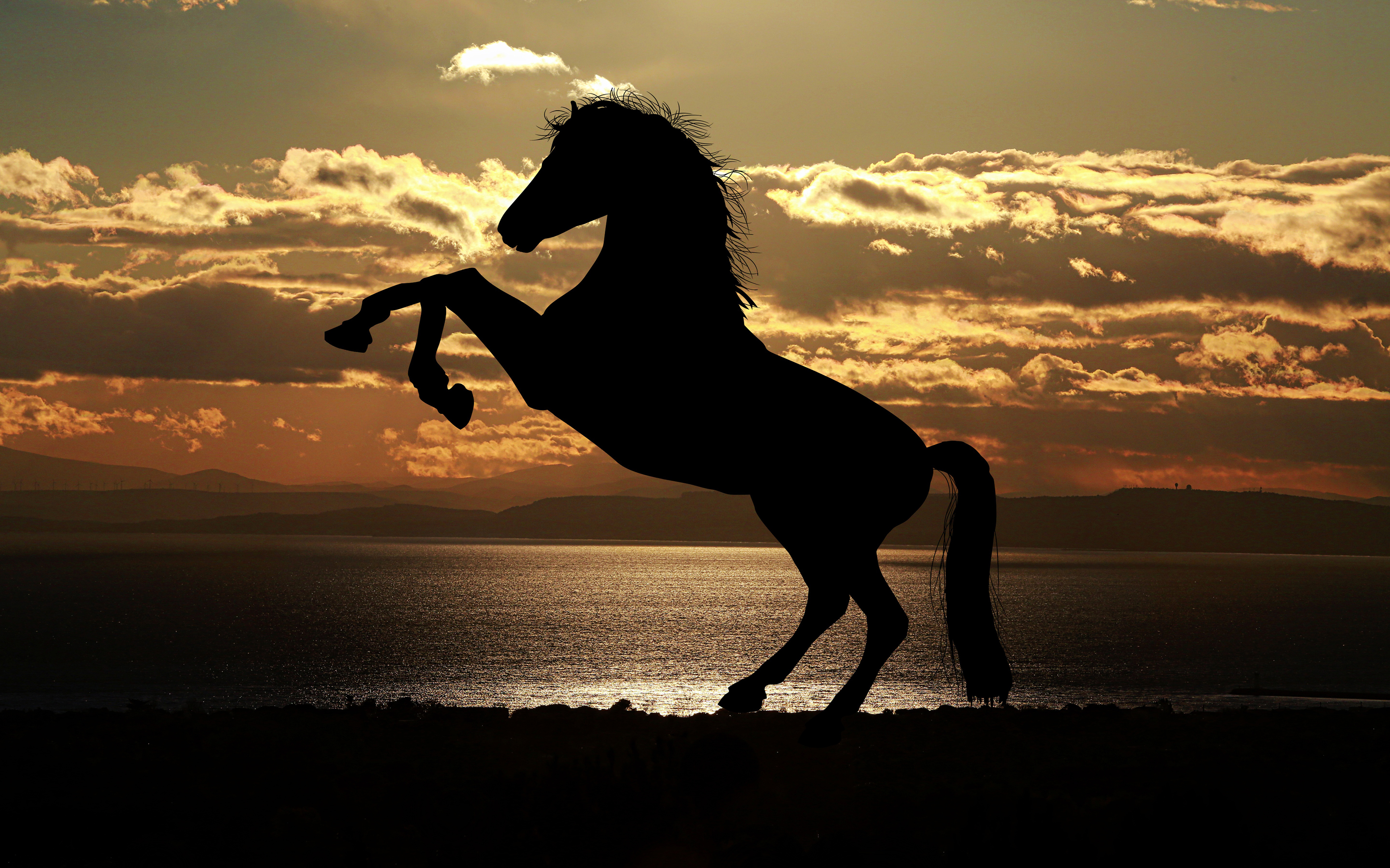 Horse Silhouette at Sunset 4K20568167